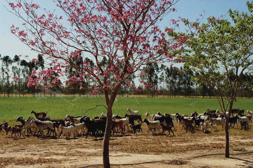 Futuro Formosa: Identificación y Formulación de Proyectos de Inversión Pública para la provincia